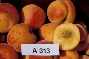 A-313 Peach