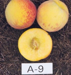 Goldnine (A-9) Peach