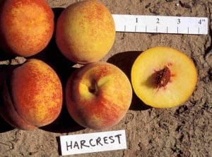 Harcrest Peach