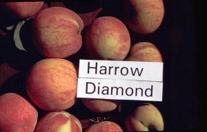 Harrow Diamond Peach