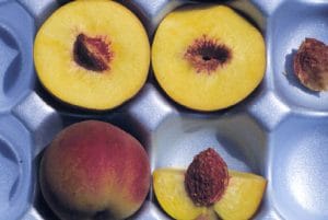 MSU 26 Peach
