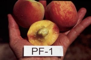 PF-1 Peach