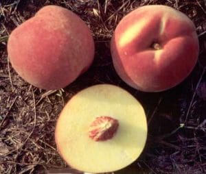 PF-14 New Jersey Peach