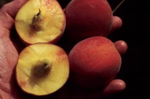 PF-5B Peach