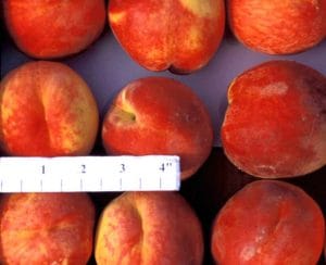PF-7 Peach