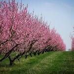 Fertilizing Peach Trees
