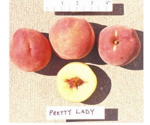 Pretty Lady Peach