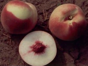 White Flesh Peach