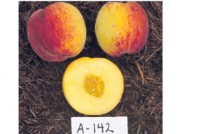 Allgold (A-142) Peach