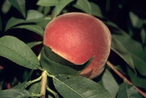 Allstar Peach