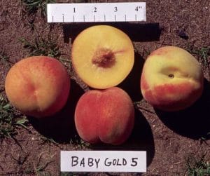 Babygold 5 Peach