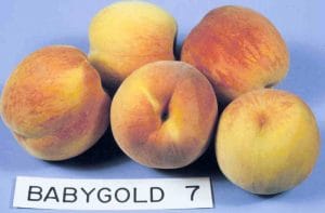 Babygold 7 Peach