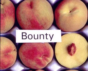 Bounty Peach
