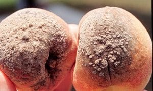 Brown Rot Peach
