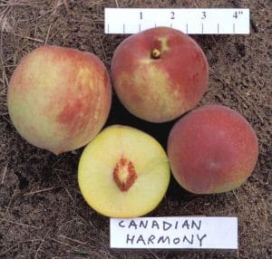 Canadian Harmony Peach