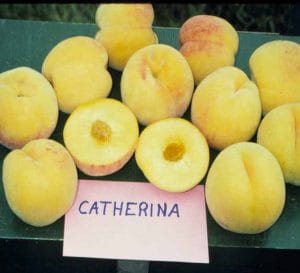 Catherina Peach