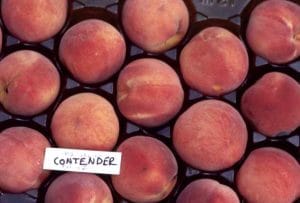 Contender Peach