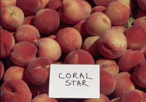 Coralstar Peach