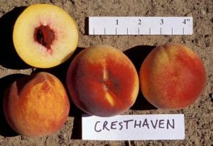Cresthaven Peach