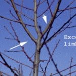 Excess Limbs