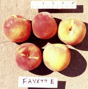 Fayette Peach