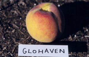 Glohaven Peach