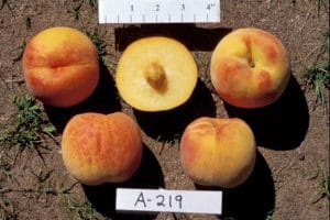 GoldJim (A-219) Peach