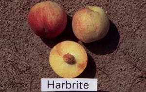 Harbrite Peach