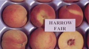Harrow Fair Peach