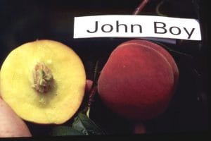 John Boy Peach