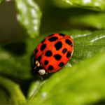 Peach Pest & Disease Control