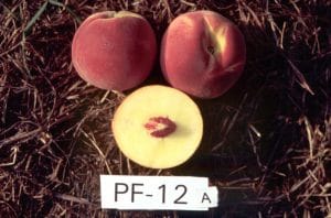 PF-12A Peach