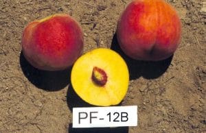 PF-12B Peach