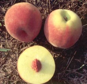 PF-15A Peach