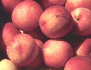 PF-15B Peach