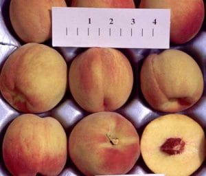 PF-17 Peach