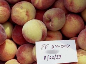 PF-24-007 Peach