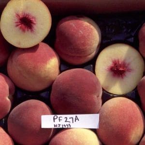 PF-27A Peach