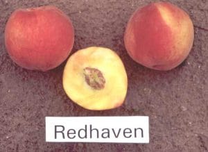 Redhaven Peach