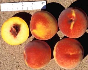 Redskin Peach