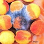 Rhizopus Rot
