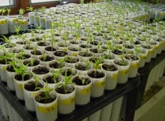 Seedlings in Tube