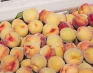Venture (V-75024) Peach