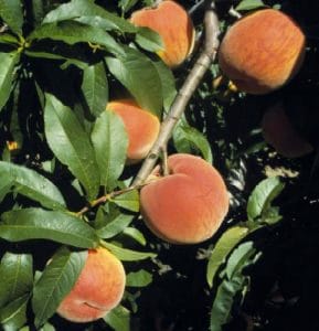 Vinegold Peach