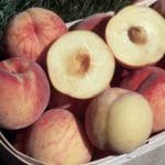 Virgil Peach