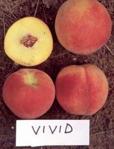 Vivid Peach