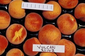 Vulcan Peach
